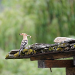 Best Time to Travel to Bhutan