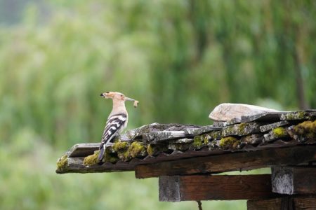 Best Time to Travel to Bhutan