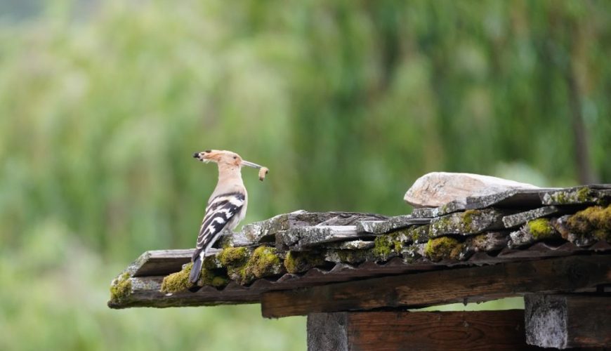 Best Time to Travel to Bhutan